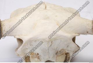 animal skull 0072